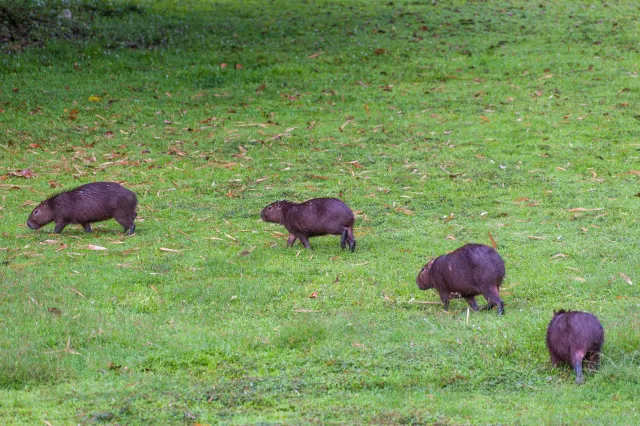 Capybara (Hydrochoerus hydrochaeris) in Gamboa