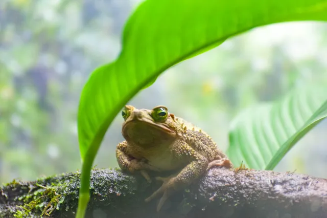 Sapo Trepador or Climbing Toad (Incilius coniferus)