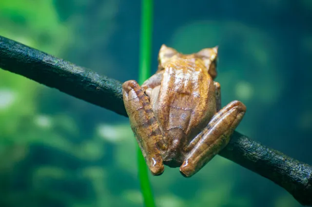 Rana Cornuda Marsupial oder Horned Marsupial Frog (Gastrotheca cornula)