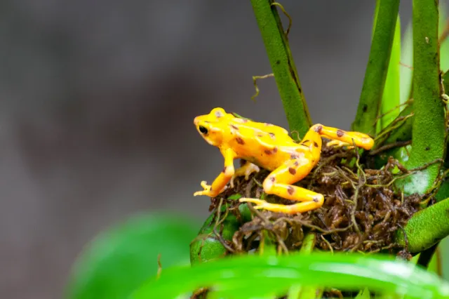 Panamanian Golden Frog oder Panama-Stummelfußfrosch (Atelopus zeteki)