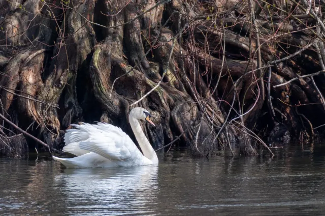 Swan in front of a mighty root