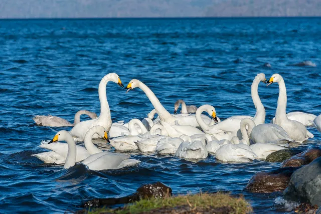 Whooper swans on Lake Kussharo in Hokkaido