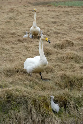 Whooper swans in Iceland