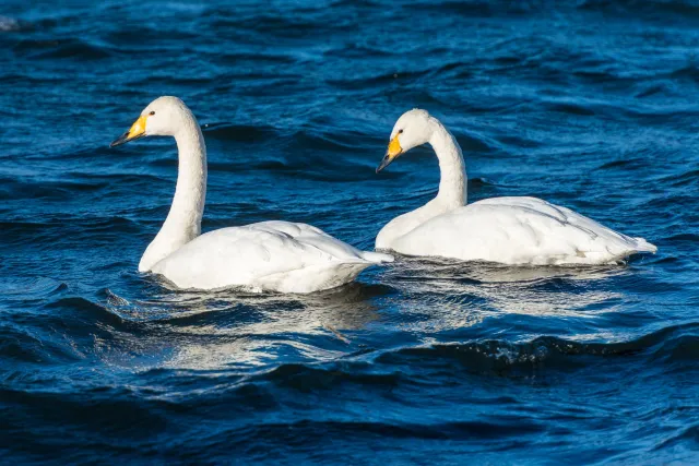 Whooper swans on Lake Kussharo in Hokkaido