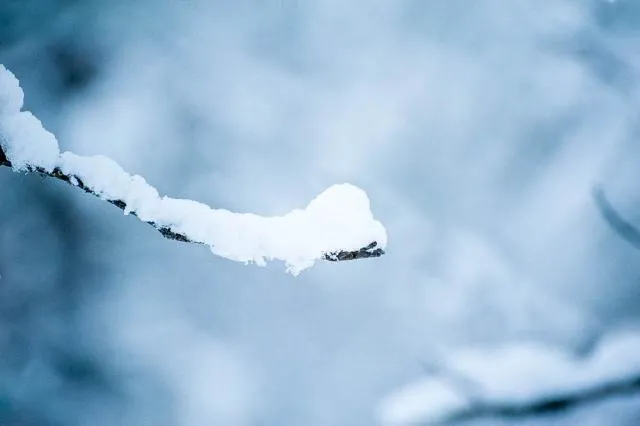 Schnee auf einem Zweig
