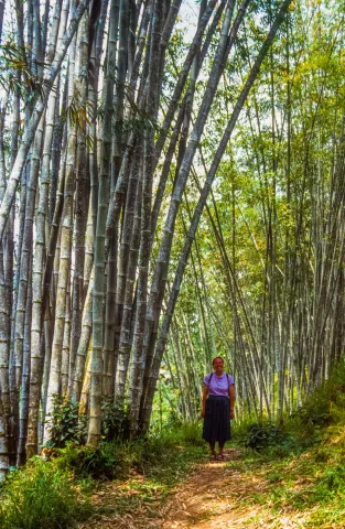 Karin in den Bambuswäldern