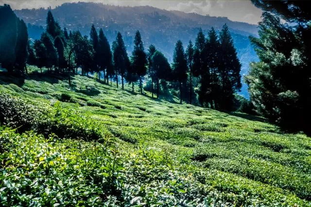 Teeplantage in Darjeeling