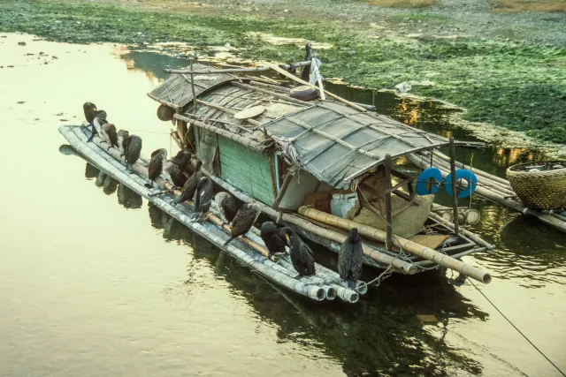 Kormoranfischer auf dem Li-Fluss