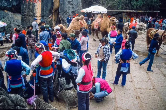 Camel trips in the fairy tale forest of Shilin