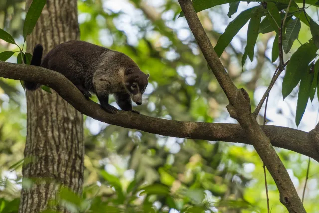 Coati on trees in the jungle near Villahermosa