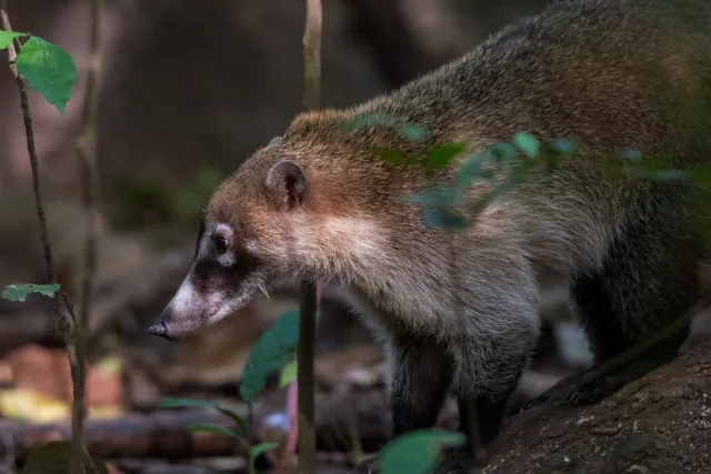 Coati looking for food on the ground in the jungle near Villahermosa