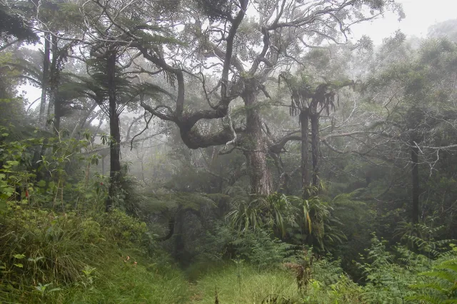 Tamarindenbäume, Riesenfarne und Zedern im Nebel des Forêt de Bébour