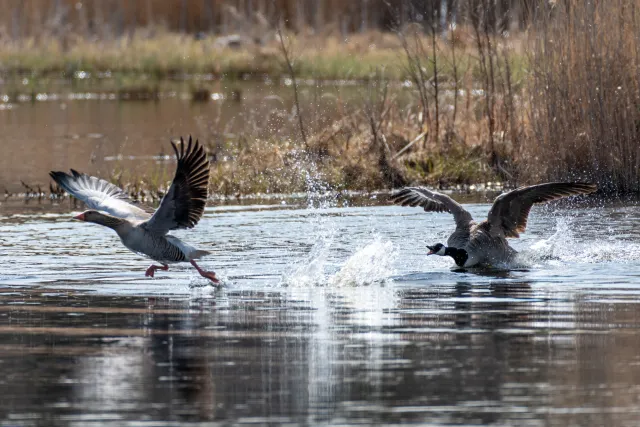 Canada goose (Branta canadensis) chasing away greylag goose