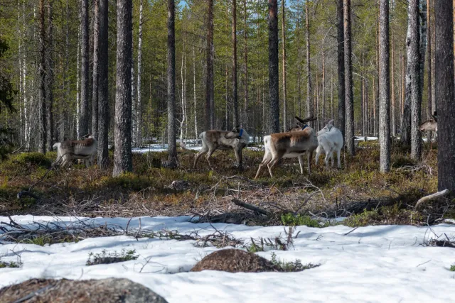 Reindeer at the Arctic Circle