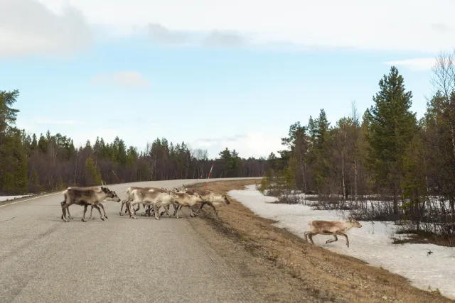 Reindeer in the Inari region