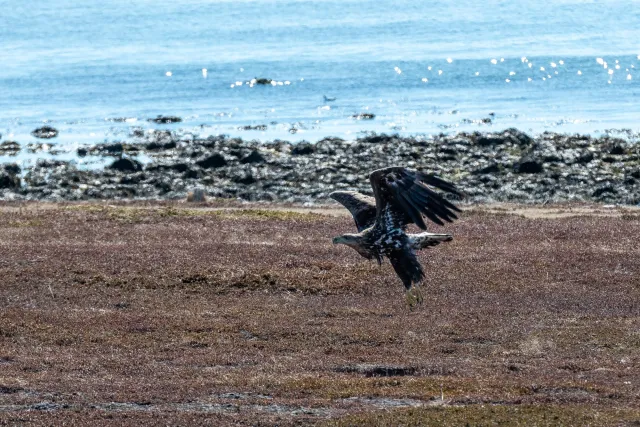 Seeadler jagen an der Straße von Vadsø nach Ekkerøy