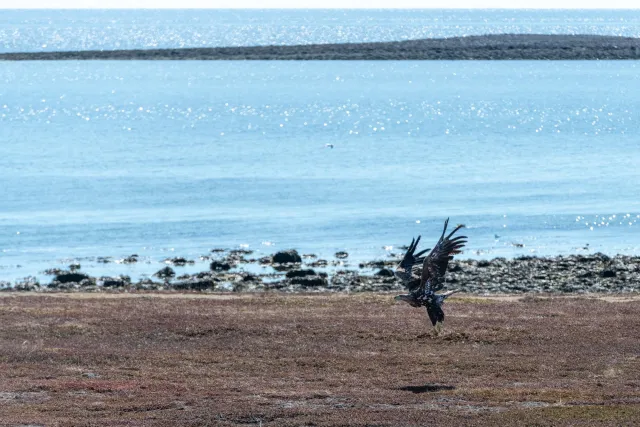 Sea eagles hunt on the road from Vadsø to Ekkerøy