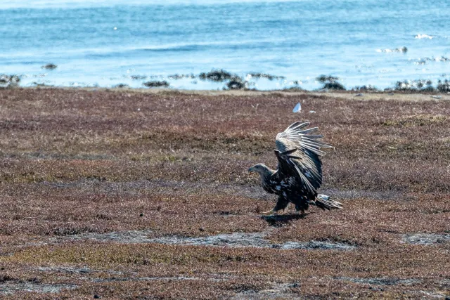 Sea eagles hunt on the road from Vadsø to Ekkerøy