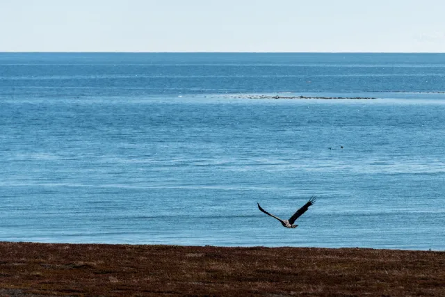 Seeadler jagen an der Straße von Vadsø nach Ekkerøy