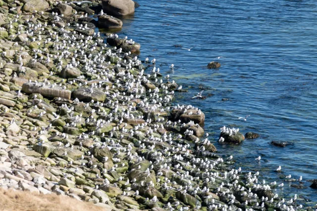 Nistplätze der Dreizehenmöwen im Vogelschutzgebiet Ekkerøy