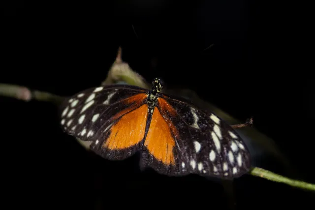 Golden Passion Butterfly (Heliconius hecale)