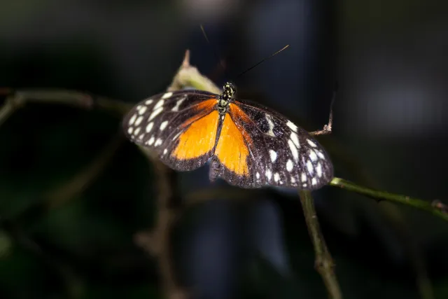 Golden Passion Butterfly (Heliconius hecale)