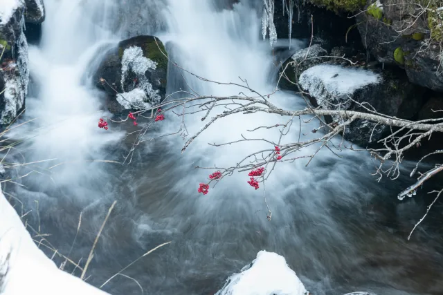 Die letzten Beeren über kleinem Wasserfall in Andorra