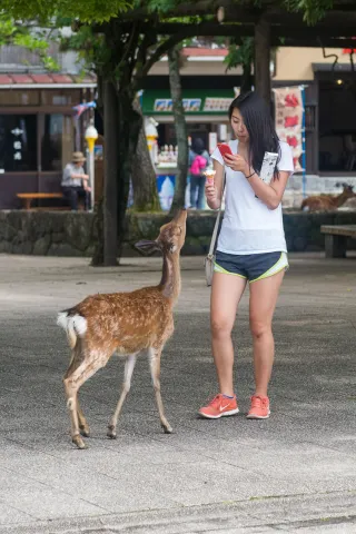 The deer and deer on Miyajima know no shyness