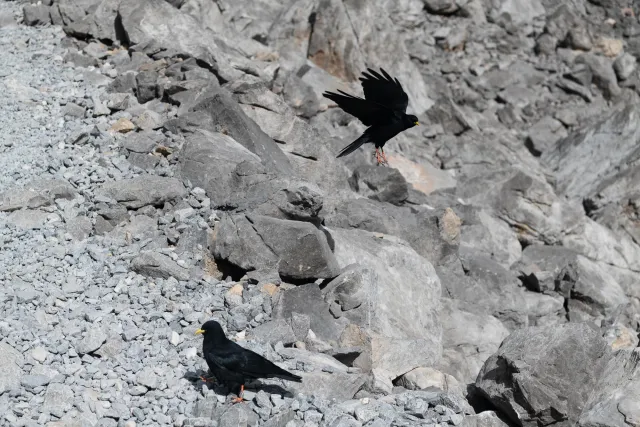 Crows on the "Ruta Horcados Rojos" in a northwesterly direction to the "Red Peaks"
