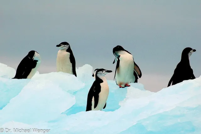 Zügelpinguine in der Antarktis