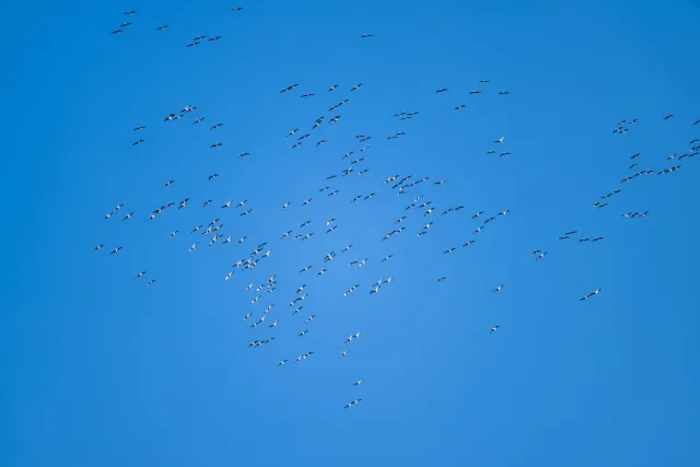 A swarm of cranes over the valley of the Hanfcreek