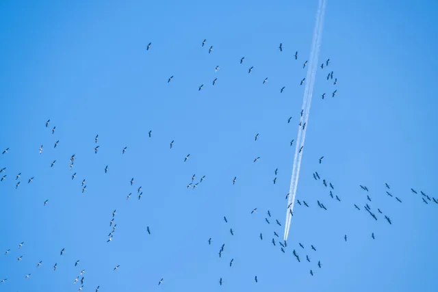 A swarm of cranes over the valley of the Hanfcreek with contrails