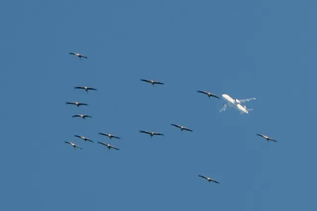 Cranes with plane