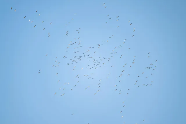 A swarm of cranes over the valley of the Hanfcreek