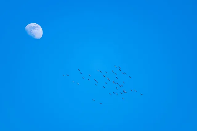 Cranes with moon