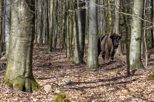 European bison on Bornholm