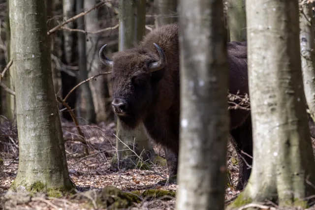 European bison on Bornholm