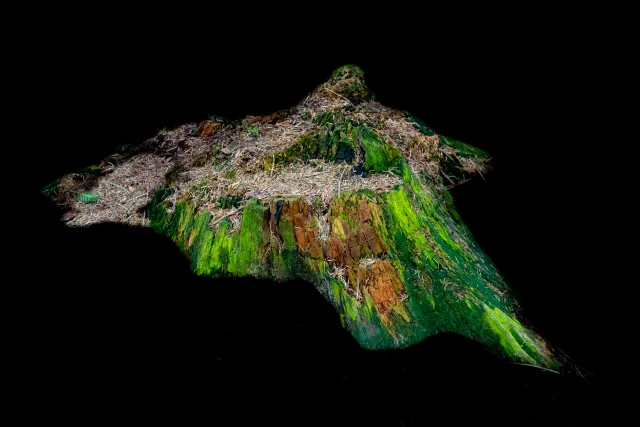NFT: Glowing moss on a tree stump