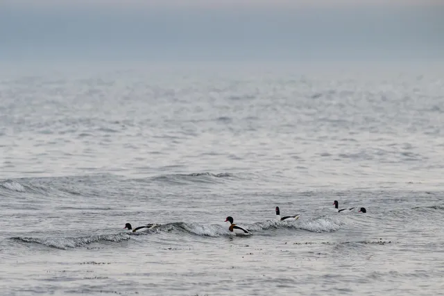 Common shelducks in the Baltic Sea off the coast of Bornholm