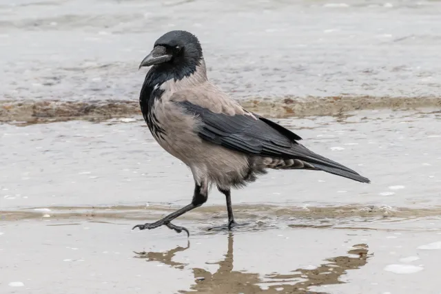 Hooded crow on the Baltic Sea coast of Rügen