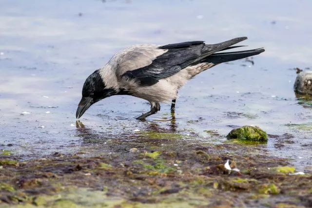 Hooded crow on the Baltic coast of Bornholm