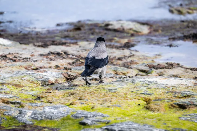 Hooded crow on the Baltic coast of Bornholm