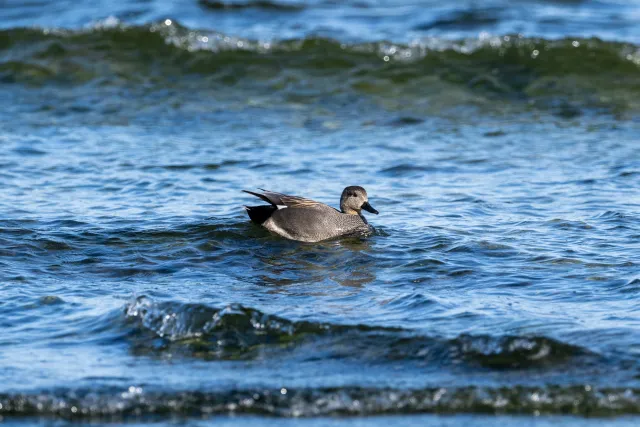 Gadwall ducks on the Baltic coast of Bornholm
