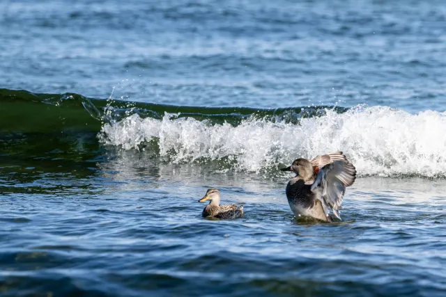 Gadwall ducks on the Baltic coast of Bornholm