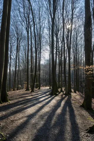 Schattenspiele in den Buchenwäldern auf Rügen