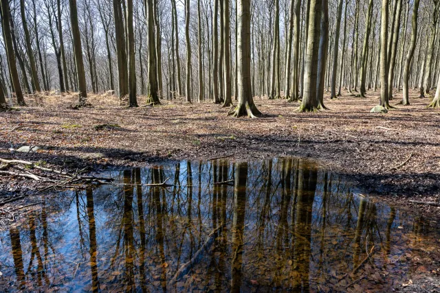 Spiegelungen in den Buchenwäldern auf Rügen