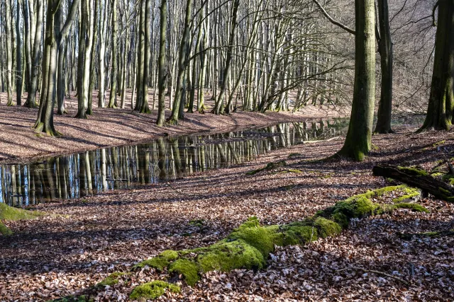 In den Buchenwäldern auf Rügen