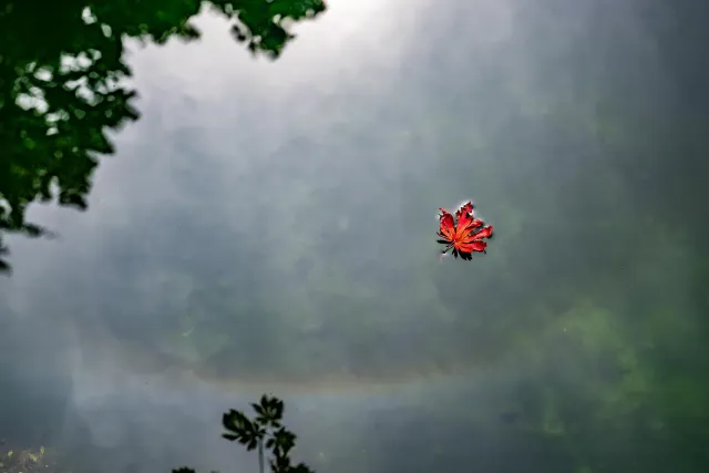 Ein rotes Blatt schwimmt über den Regenbogen, der sich im Wasser spiegelt.
