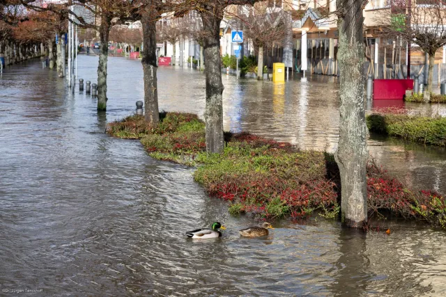 Mallard ducks on the flooded bicycle path in Königswinter