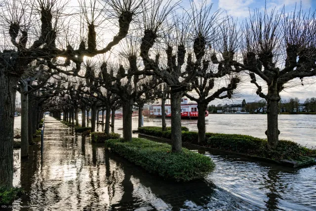 The flooded Rhine promenade near Königswinter